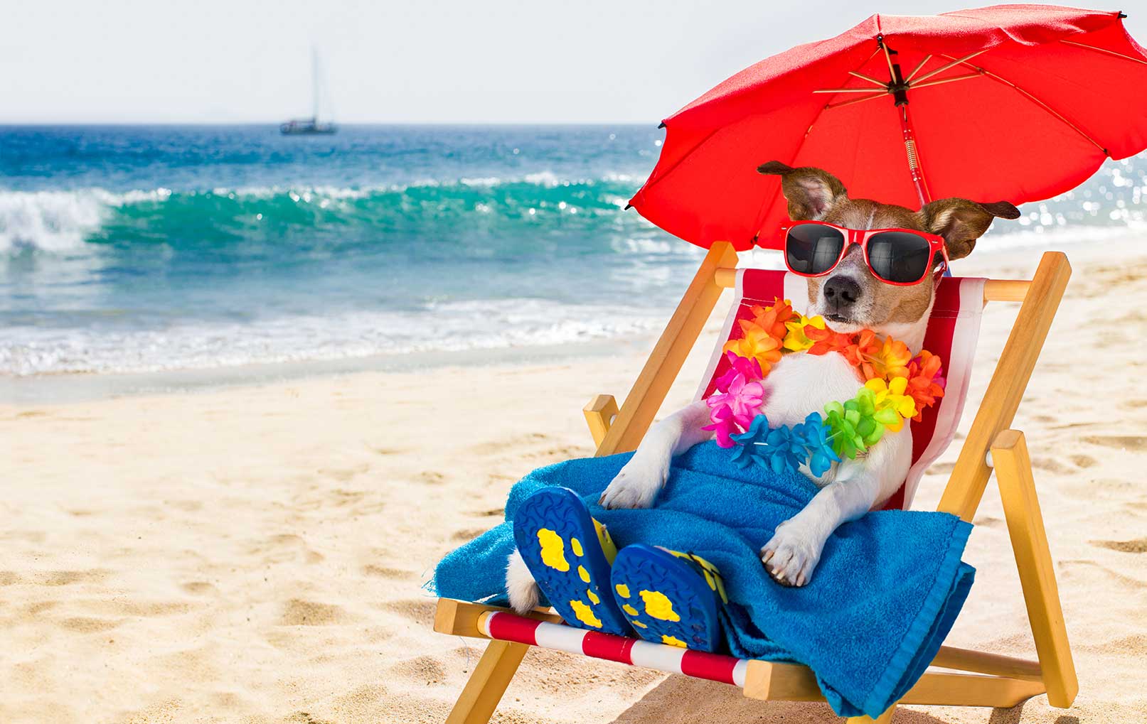 Dog's Day Out: 5 Best Beaches in North Carolina for your Pooch